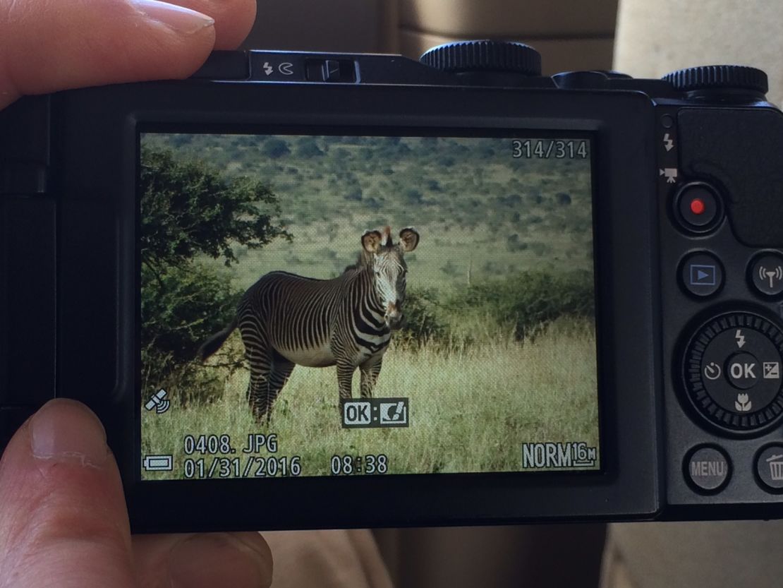 Zebra enthusiasts took more than 100,000 photographs during the Great Grevy's Rally.