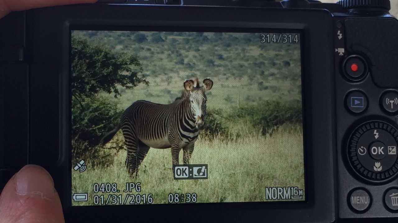 Zebra enthusiasts took more than 100,000 photographs during the Great Grevy's Rally.