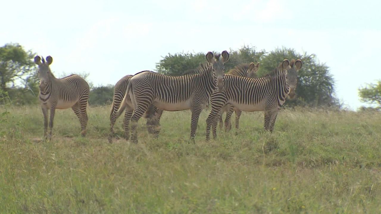 kenya grevys zebra robin kriel _00020829.jpg