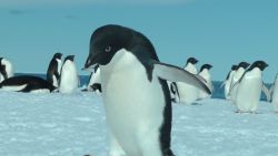 Penguins die Antarctica iceberg_00000000.jpg