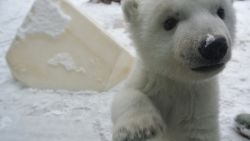 Toronto-Zoo-Polar-Bear-Cub-1