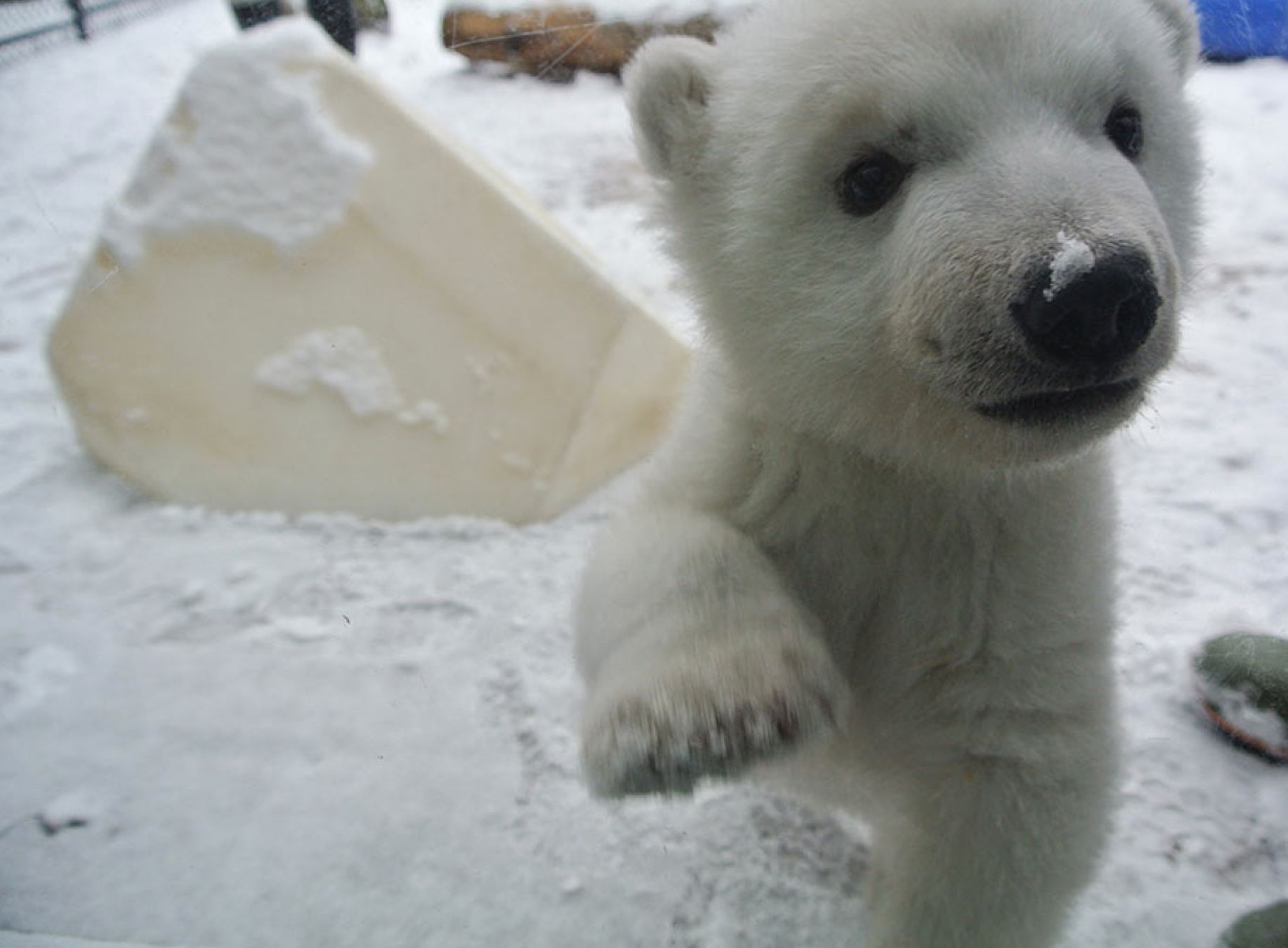 images of polar bear cubs
