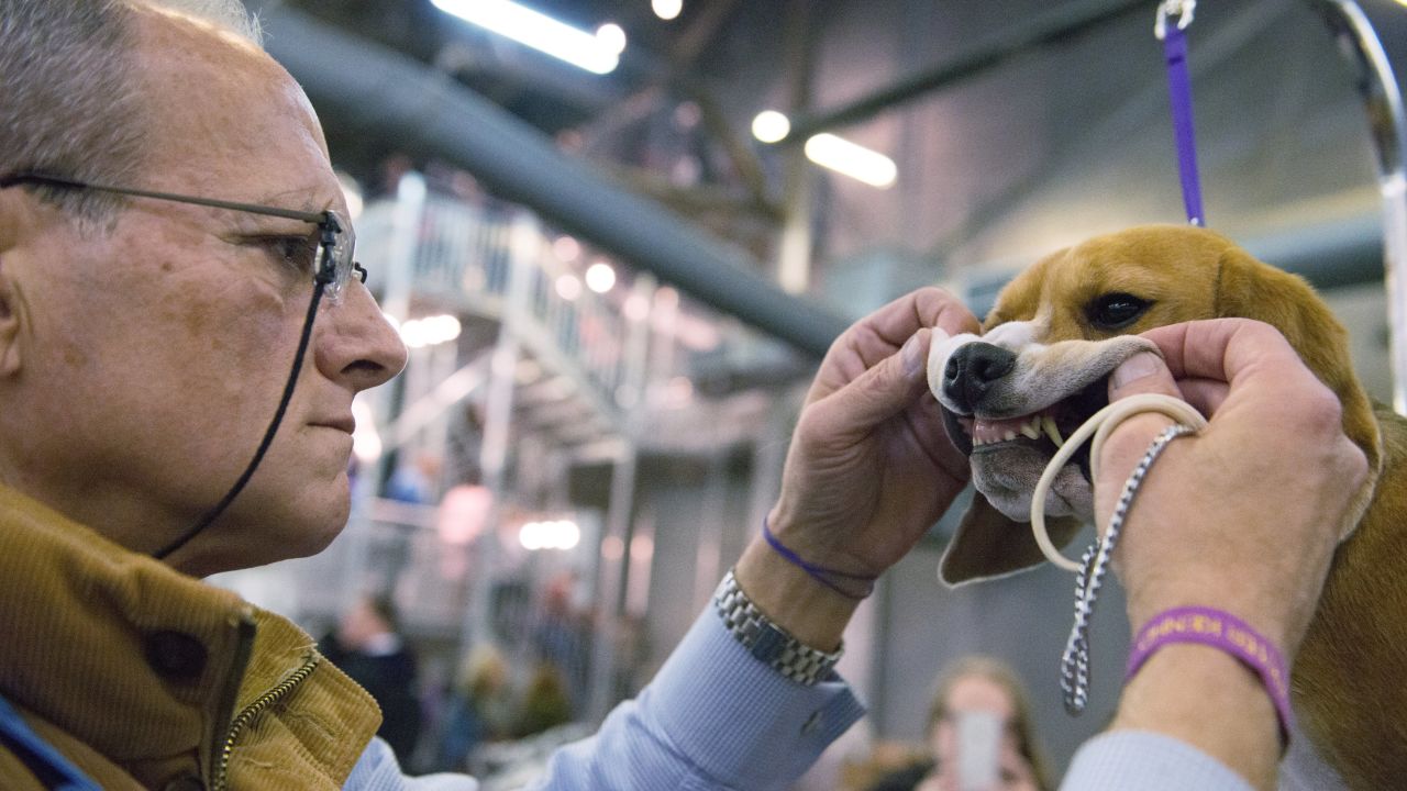 A man grooms his beagle on February 15.