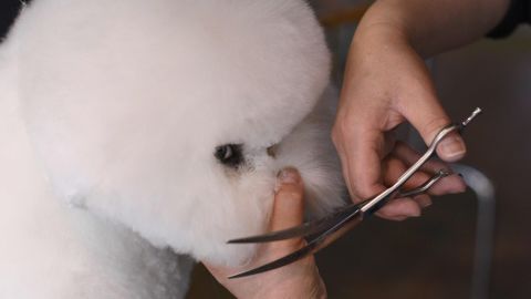 A bichon frise is groomed during the first day of competition. Dogs are invited to compete based on strict entry requirements, including how many other dogs they've defeated in breed competitions.