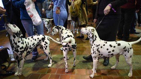 A group of dalmatians waits in the judging area. The show is "benched," meaning the dogs must be on public display to ticket-holders throughout the competition.