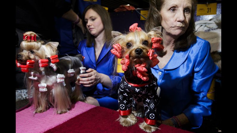 A Yorkshire terrier named Ranger, right, prepares to compete during the first day of the show. Close to 3,000 dogs from all over the country participate in the annual competition.  