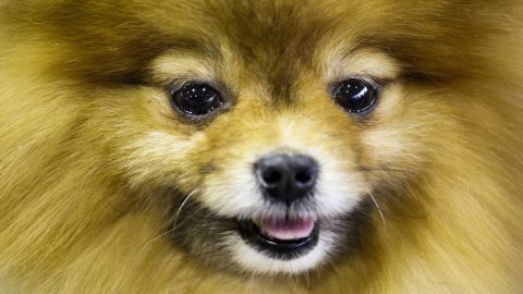 A Pomeranian named Tyche waits to compete; 192 dog breeds and varieties are eligible to enter the competition.