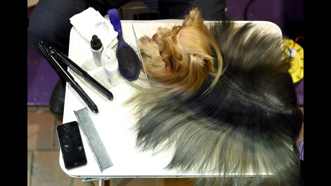 A Yorkshire terrier is groomed in the benching area. Breeds are categorized into groups: Sporting, Hound, Working, Terrier, Toy, Non-Sporting and Herding.