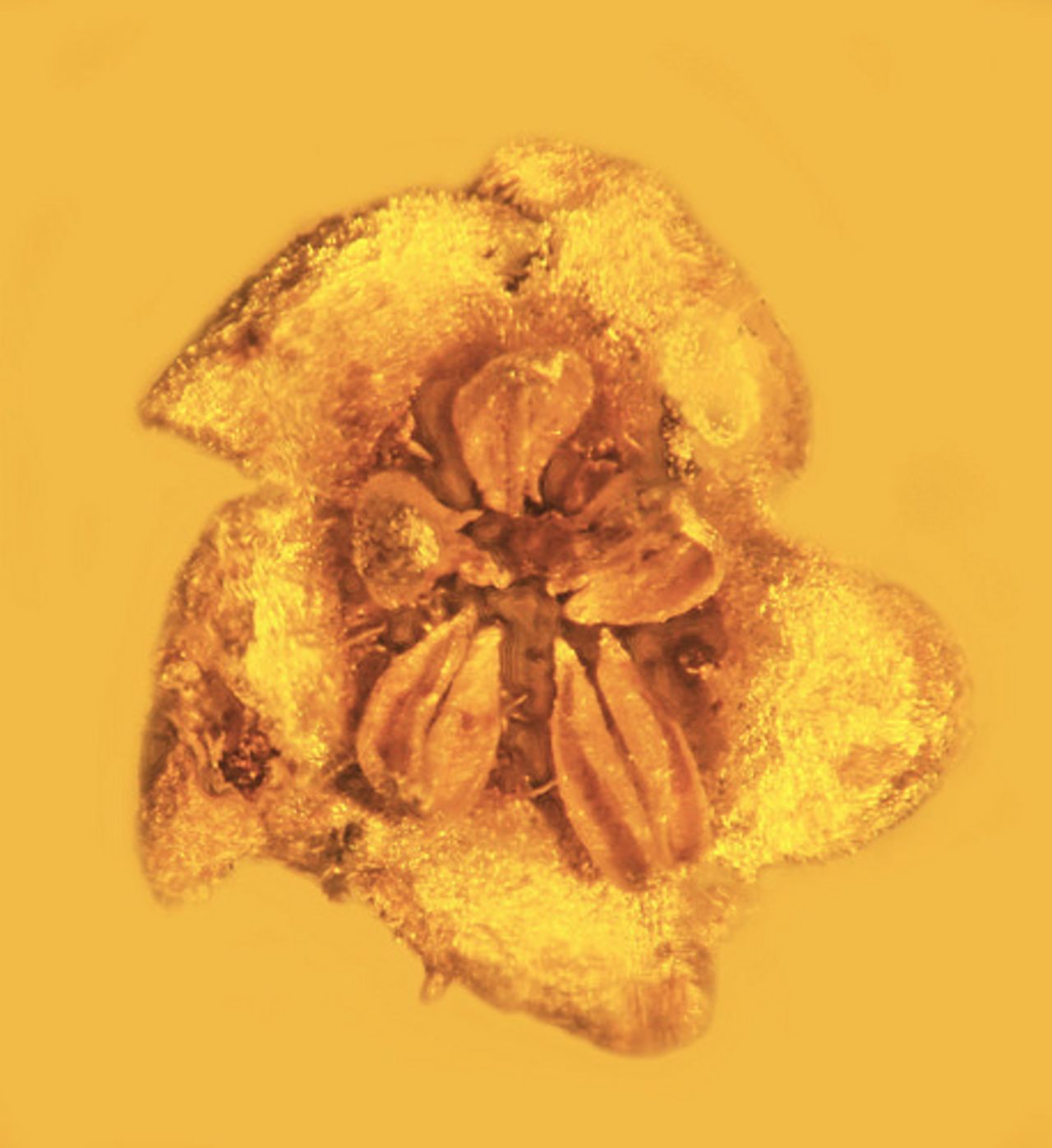 This blossom suspended in amber 15-30 million years ago is a new species discovery, Strychnos electri. It is likely highly poisonous.