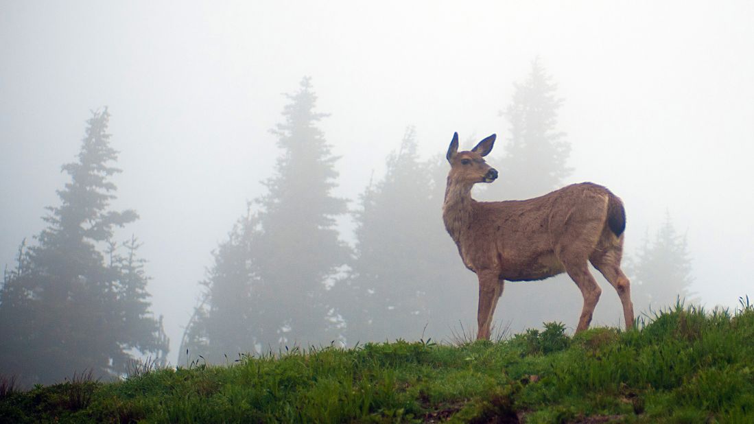 A deer pauses along<a href="http://www.nps.gov/olym/planyourvisit/visiting-hurricane-ridge.htm" target="_blank" target="_blank"> Hurricane Ridge</a>, the most easily accessed area at seventh place <a href="http://www.cnn.com/2013/08/08/travel/olympic-national-park-visit/">Olympic National Park</a>, which is located in Washington state. It's a key alpine destination in winter, with enough snow for snowshoeing, cross-country and downhill skiing (check snow conditions before you go). 
