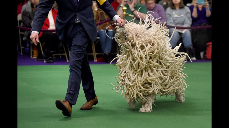 A Komondor is seen in the judging ring on Tuesday, February 16.