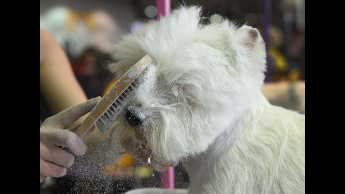 A West Highland White Terrier is brushed on February 16. Terriers have won the most Best in Show awards -- 46 as of 2015. 