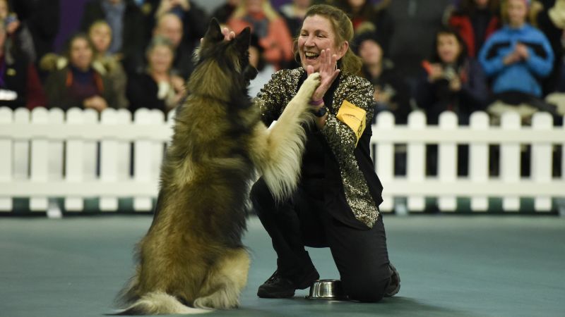 Westminster dog 2024 show 2016