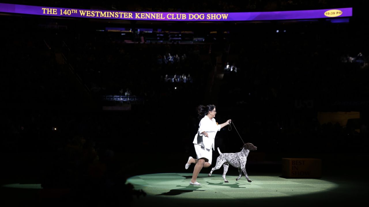 California Journey, or CJ for short, takes a lap around the ring during the competition. The Westminster dog show is the second-oldest continuous sporting event in the United States, after the Kentucky Derby.