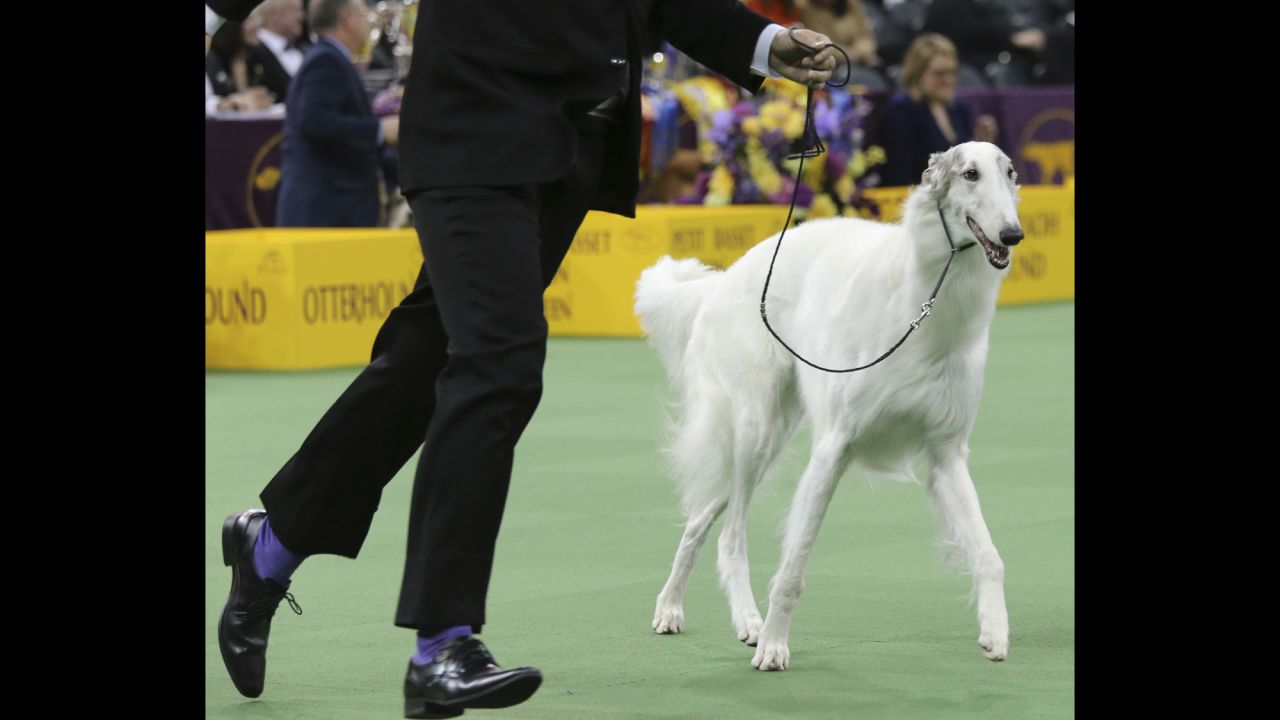 Lucy, a Borzoi, is shown in the ring during the Hound group competition on Monday, February 15.
