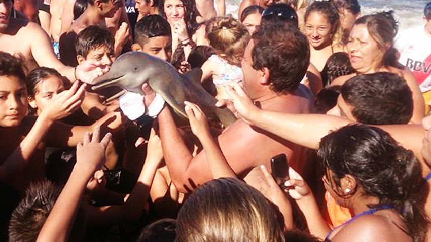 dolphin beach death argentina picture orig vstop dlewis_00000000.jpg
