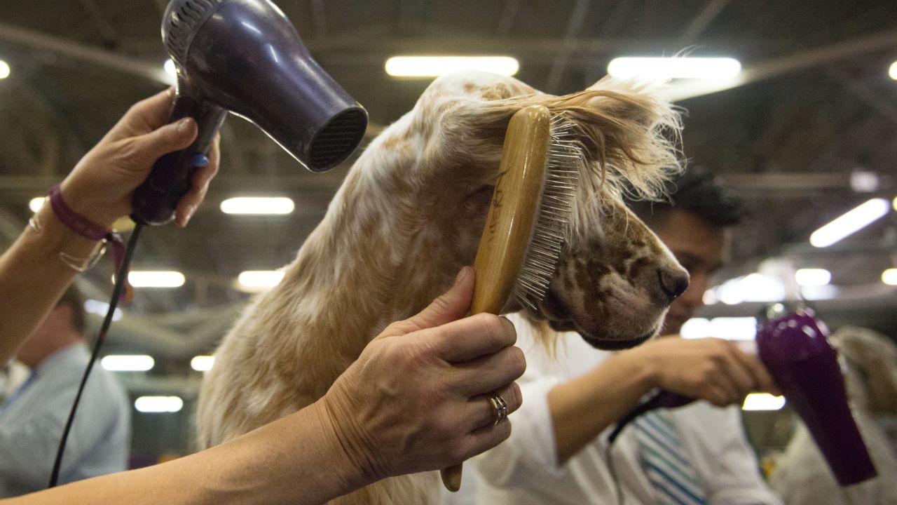 An English setter is groomed Tuesday, February 16, on the second day of the <a href="http://www.cnn.com/2016/02/15/us/gallery/westminster-dog-show-2016/index.html" target="_blank">Westminster Kennel Club dog show</a> in New York.