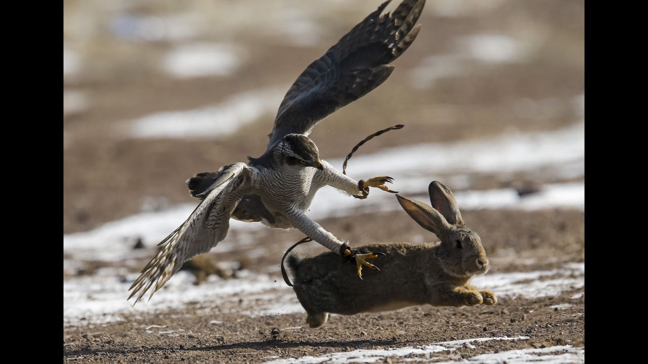 A tamed hawk attacks a rabbit during a traditional hunting contest near Nura, Kazakhstan, on Saturday, February 13.