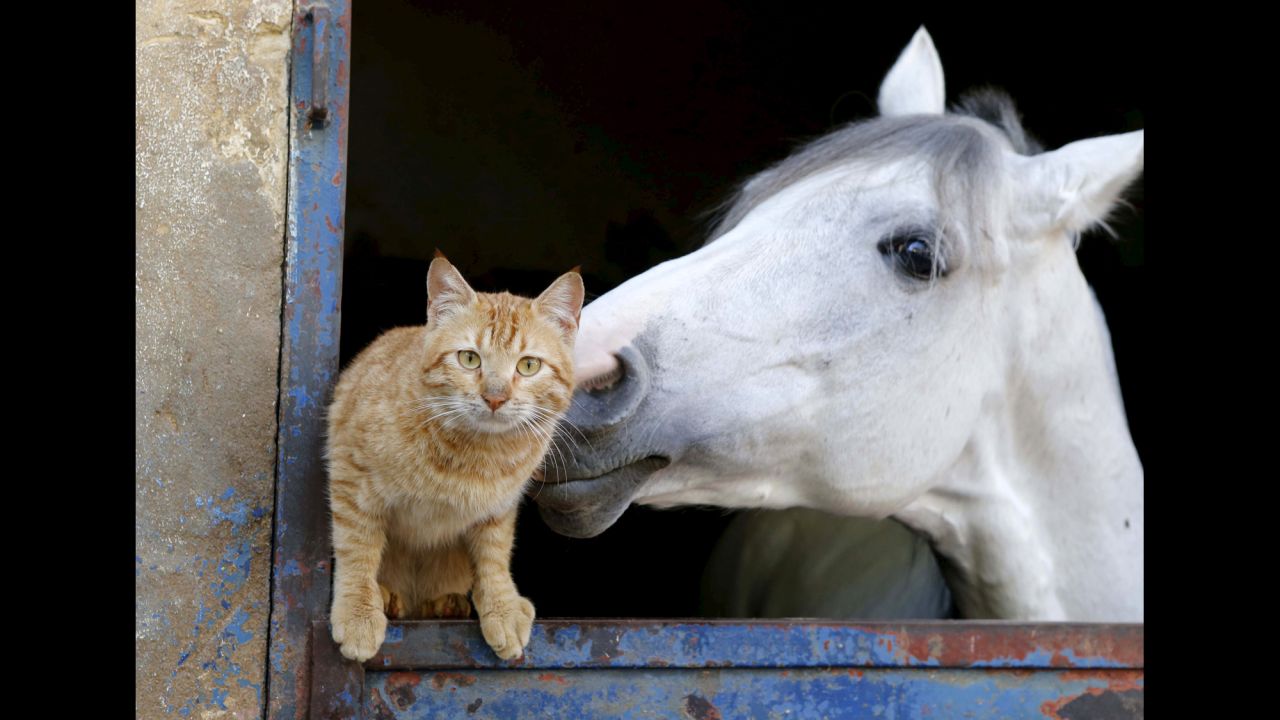 A cat stands near a horse in Beirut, Lebanon, on Tuesday, February 16.