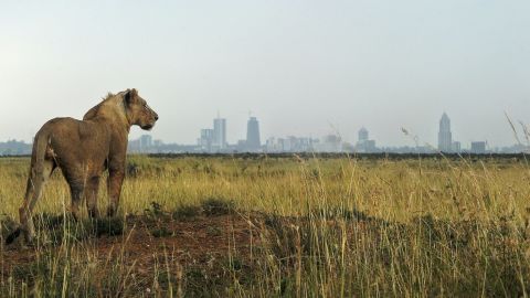 A young lion looks toward the city skyline at the Nairobi National Park last year. 