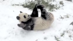 da mao giant panda snow day toronto zoo orig vstan bpb_00002228.jpg