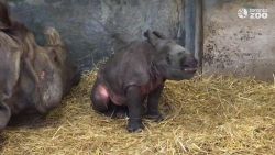 indian rhinoceros calf born toronto zoo orig vstan bpb_00005002.jpg