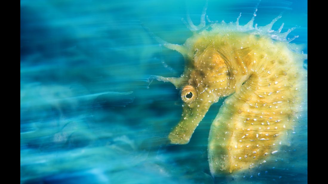Italian Davide Lopresti was named underwater photographer of 2016 for his image, titled "Gold," of a spiny seahorse taken in Trieste, Italy. Lopresti's image also won the macro category,