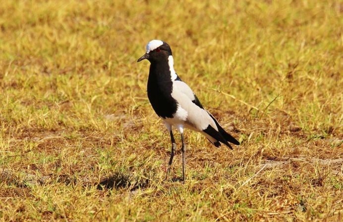 ... and this Blacksmith lapwing -- one of five lapwing species in the world.