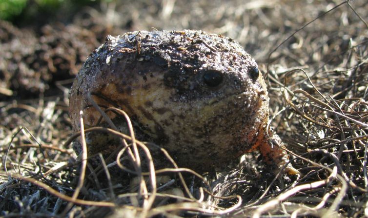 The fascinatingly unattractive Cape rain frog lives underground and only emerges above ground shortly before it rains. The KCRA is home to 16 seasonal wetlands which allows the populations of the frog endemic to the southwestern Cape to remain "quite healthy," says KRCA manager Slater.