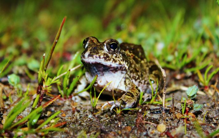 A healthy population of Cape sand frogs also inhabit the conservation area. The species which measures around five centimeters in length on average is widely distributed across the Western Cape Province.