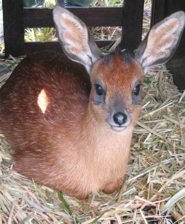 The Cape grysbok is a small antelope endemic to the Western Cape.  