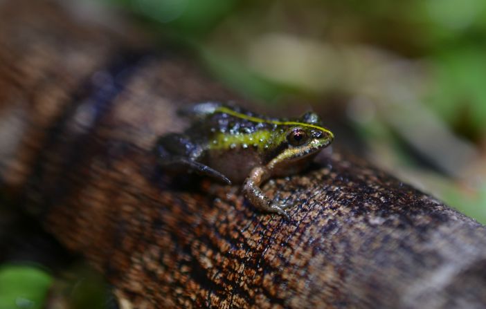 The tiny frog species with its distinctive bright green markings down its back are endemic to South Africa's Western Cape.