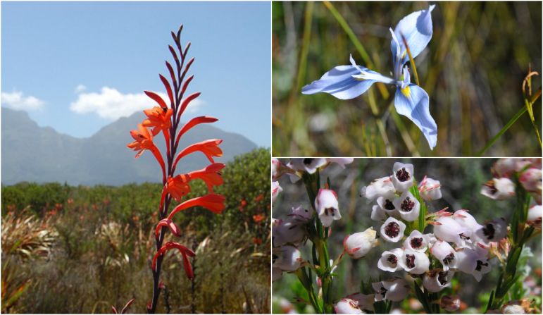 Throughout the year, flowers bloom bringing color to the conservation area including Watsonia (left) and the Moraea tripetala from the Iris family (top right). The Erica margaritacea (bottom left) with its delicate white flowers is a site endemic species -- meaning the conservation area is the only place in the world where you can see the flower. 