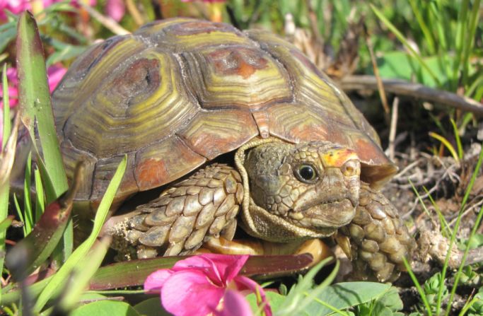 The parrot-beaked tortoise grows to around 12 centimeters in length and is endemic to South Africa. <br /><br />"The threat to the conservation area in the past was poaching and there was another species of tortoise but we are only left with parrot-beak," Slater told CNN. "Their numbers are about 100 --- the main thing is that they are reproducing." <br />