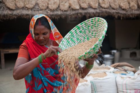 A farmer winnows rice in the Maharajganj district of India. In poor areas of the world, "many women's lives consist of six or seven or more hours of unpaid work every day," say Bill and Melinda Gates.