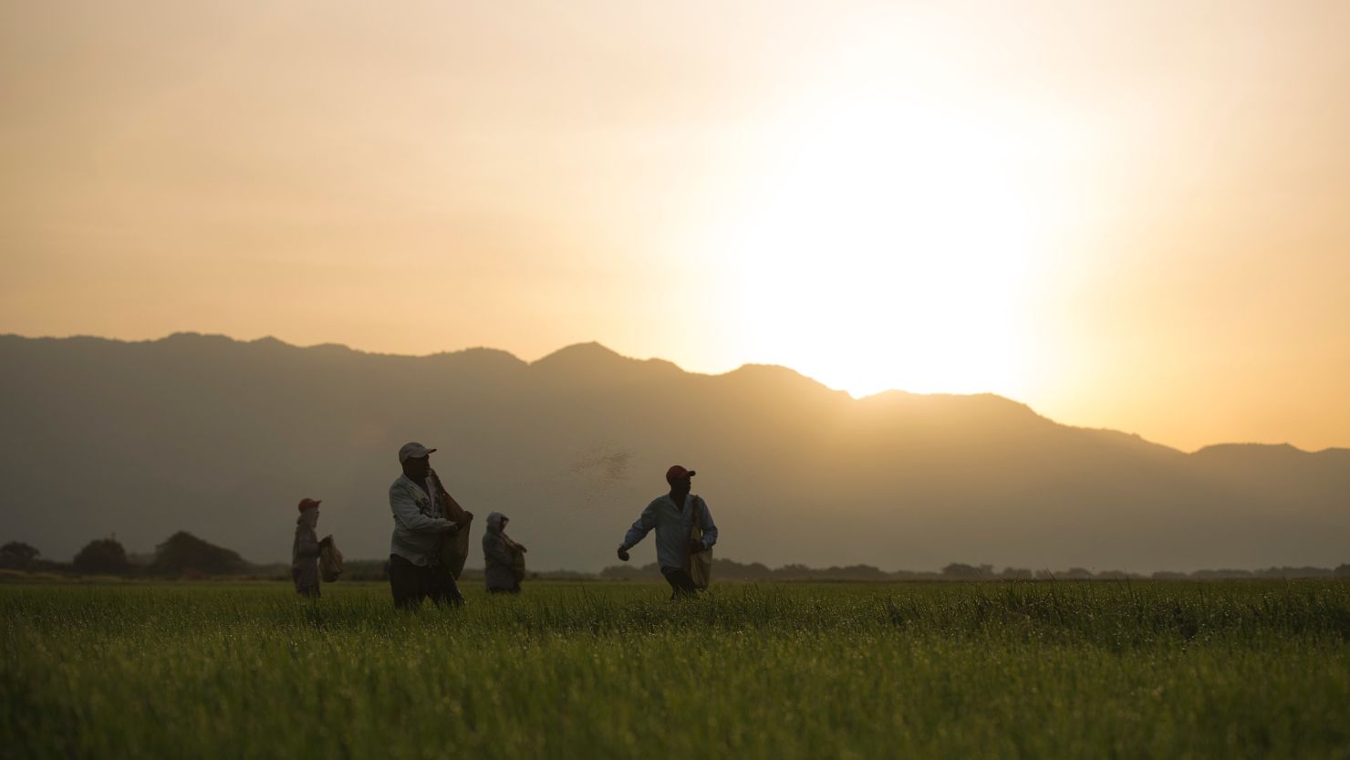 Haitian workers spread fertilizer on a rice field in Esperanza, Dominican Republic, in July 2015. Their children were born in the Dominican Republic and are citizens, though civil rights groups say the government discriminates against both parents and their Dominican-born children. 