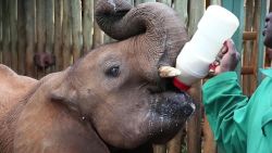 Nairobi, Kenya. Young elephant feeding. 
