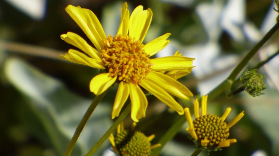 Pictured here is Brittlebush (Encelia farinosa). The plant is a mid-sized shrub and is a part of the sunflower family. It features small yellow flowers and can be found in deserts.