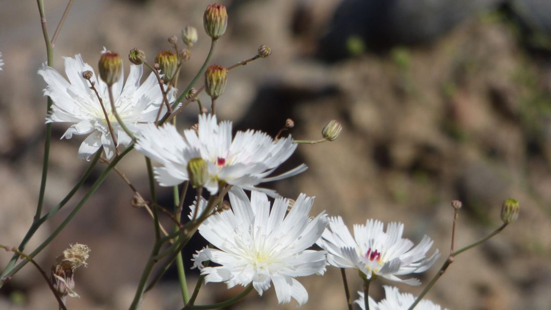 Gravel Ghost (Atrichoseris platyphylla) gets its name from how the plant's pale white flowers look from afar. Some say they appear to float in the air. The herb is native to California's deserts.