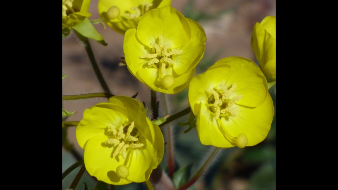 Golden Evening Primrose (Camissonia brevipes) is a hairy plant with buttercup-like yellow flowers. These peculiar flowers bloom at sunrise instead of sunset.