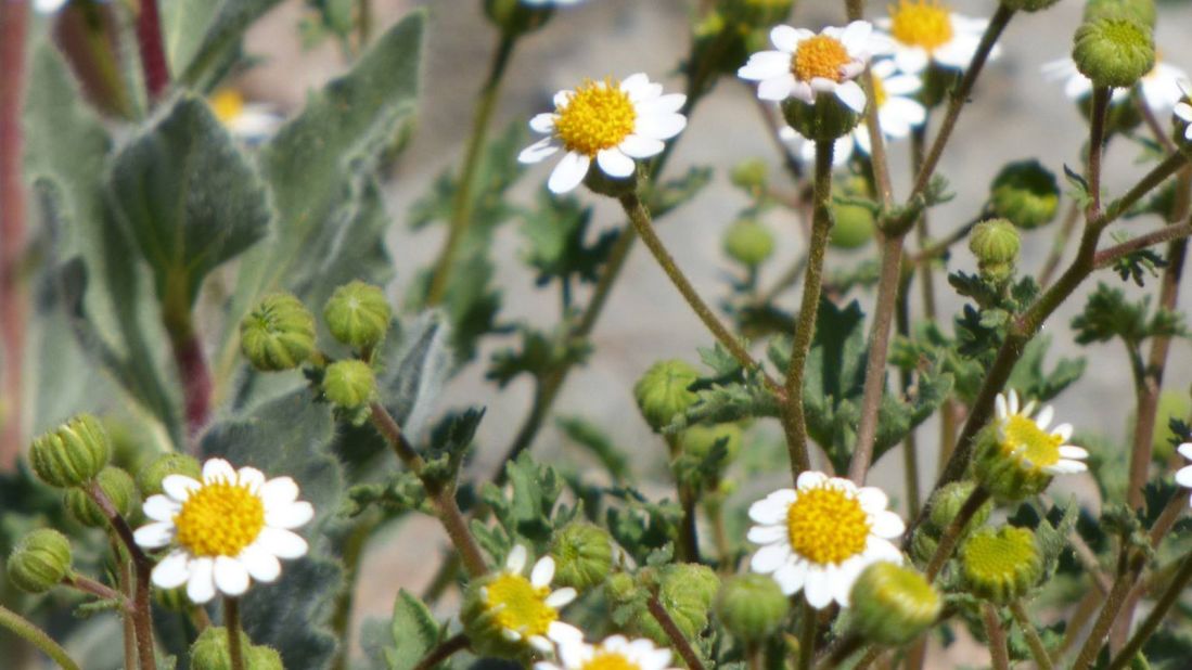 Rock Daisy (Perityle emoryi) is commonly found in Arizona, California, Nevada and Utah deserts. The plant is characterized by its golden disc and white ray florets.