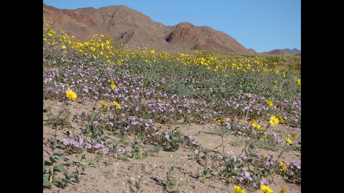 The wildflowers, such as the Sand Verbena and Desert Gold blooms pictured here, are projected to stay in the valley as long as there is rain. But the area's droughts and desert winds make it hard for flowers to survive. 