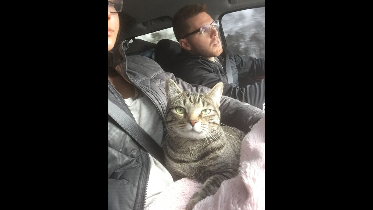 Chelsea Freeman, wife of baseball star Freddie Freeman, <a href="https://twitter.com/chelseafree5/status/701840074976194560" target="_blank" target="_blank">tweeted several photos</a> of their cat, Nala, as they drove down to spring training together on Monday, February 22. "#FloridaBound," she said.