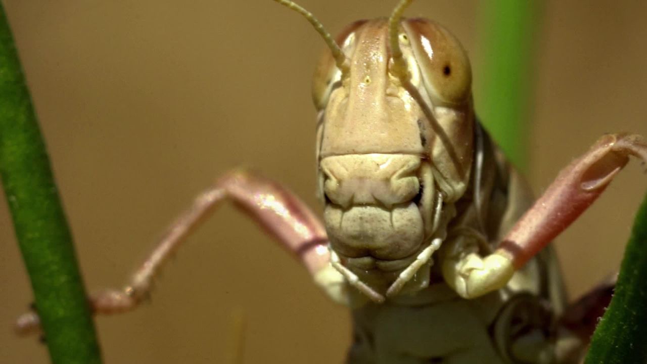 insect pasta france orig_00000000.jpg