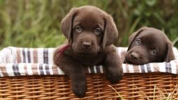 The Labrador Retriever breed has been named the most popular dog breed in America by the American Kennel Club 