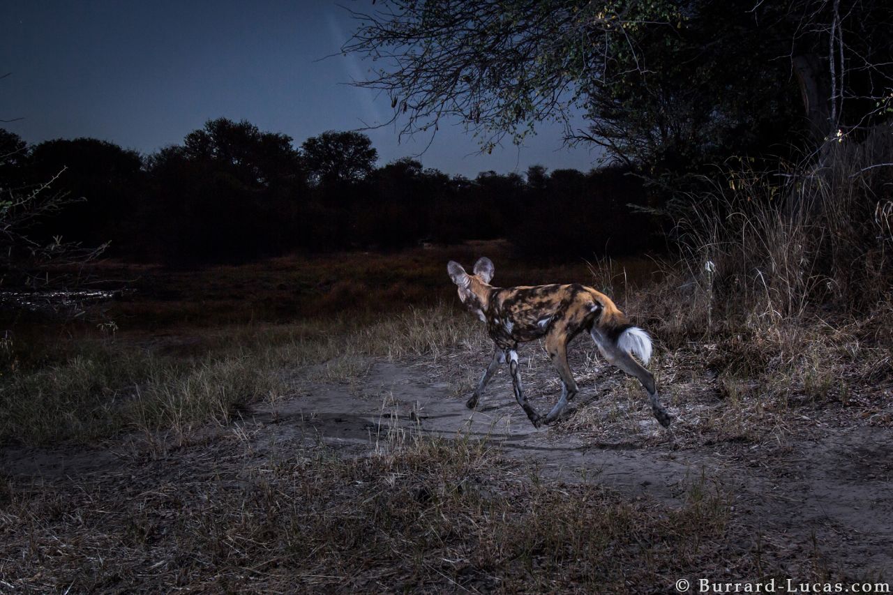"In most places in Africa, wildlife is much easier to photograph. (The animals) would allow you to photograph them with a hand-held camera," says Burrard-Lucas, who has spent the last five years traversing the continent to capture its wild animals.