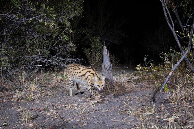 However, people and animals live close by each other in the Zambezi Region, which made the animals elusive and timid. 