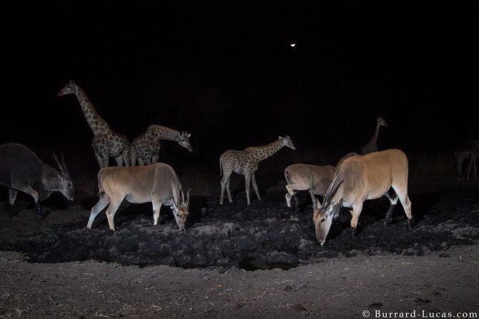 The images show animals at their most uninhibited, unaware that they are being watched. "It was exciting to see so many different species by the watering hole, it was almost like a festive atmosphere," says Burrard-Lucas.  