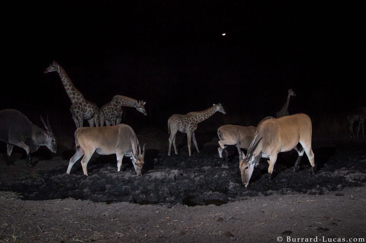 The images show animals at their most uninhibited, unaware that they are being watched. "It was exciting to see so many different species by the watering hole, it was almost like a festive atmosphere," says Burrard-Lucas.