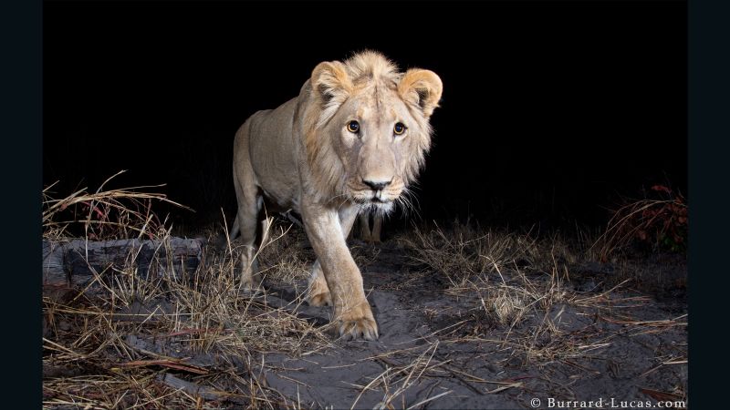 WWF camera traps: Capturing wildlife in the dark | CNN